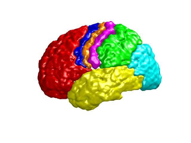 córtex cerebral