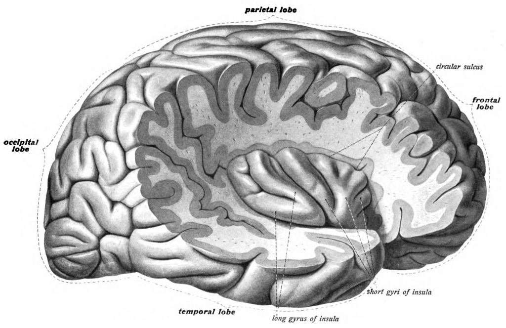 Cortx of the insula
